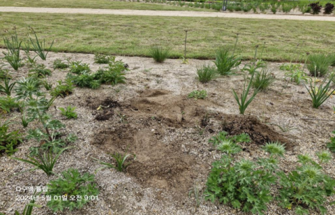 튤립에 귀한 에린기움까지…태화강국가정원서 식물 도난 빈발